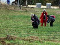 Influx of visitors to most expensive spice’s harvest