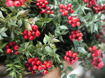 Kokina flowers in surge for New Years