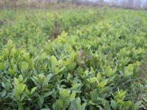 Türkiye caters to 90 pct of world’s bay leaf needs