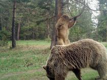 Overfeeding causes harm to wildlife, say expert