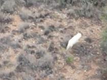 Türkiye records first sighting of the rare albino jackal
