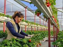 Number of female farmers rises to 300,000 in Türkiye