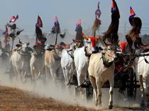 Our version of Formula 1: Cambodian villagers race oxcarts
