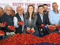 First cherry harvest of northern hemisphere begins in Manisa
