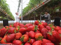 Local strawberry boom reshaping rural economies
