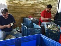 Aydın’s skilled artichoke peelers bring big earnings