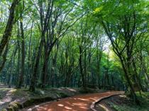 Istanbul bans entry to forests to prevent fires