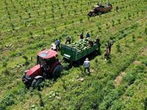 Euro 2024 boosts Adana’s watermelon exports