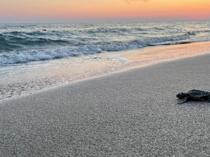 Antalya breaks 30-year sea turtle nesting record