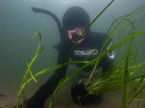 Researchers discover 1,400-year-old seagrass in Finland