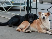 Politicians raise voice against mass killing of stray animals