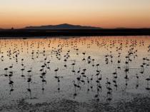 Tuz Lakes new water system averts mass flamingo deaths