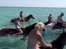 Horse riding tours in sea in Antalya spark outrage