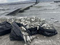 Early season catch plummets as pollution hits Aegean fishermen