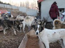 Probe launched in Kırklareli after mass animal deaths