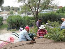 Local producers promote mastic gum cultivation in Çeşme