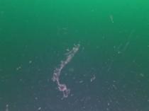 Scientists find thick mucilage layer at 22 meters in Marmara Sea