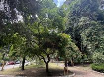 Atatürk Arboretum home to world trees