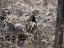 Academics test partridges as natural tick fighters with advanced tracking