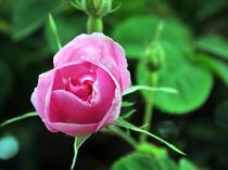 Frost hits rose harvest in Isparta, yield drops 30 pct