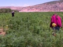 Lebanon turns to cannabis cultivation as economic lifeline