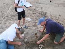 Baby sea turtles begin to hatch on Türkiye’s busiest nesting beach