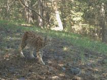 Researchers track lynxes with satellite collars in eastern city