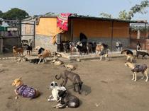 Top court orders roundup of stray dogs in Delhi