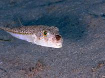 Mediterranean’s invasive pufferfish now part of marine ecosystem, expert warns