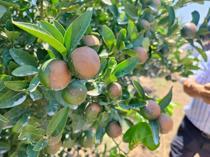 Citrus growers brace for heavy losses after frost, drought, heat wave