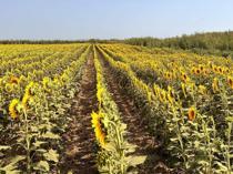 Turkish farmers seek support after hit by drought
