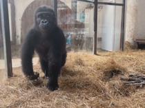 Preparations begin to return gorilla to home