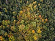 Türkiye launches ‘Green Homeland’ mobilization with year-long tree planting campaign