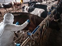 Foot-in-mouth disease outbreak under control, says ministry