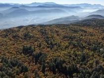 World’s only Kasnak oak forest under strict protection in Isparta
