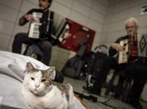 Street cat warms hearts at Sirkeci station