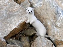 Endangered white weasel spotted in Van