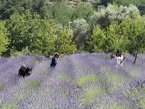 Large land lease secured for medicinal, aromatic plants