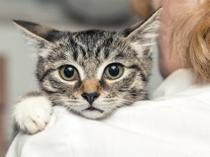 Istanbul court orders man to pay pet support after divorce