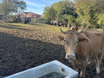 Istanbul neighborhood keeps village life alive amid urban hustle