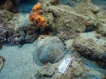 New discoveries expand Türkiye’s underwater heritage