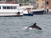 Venice captivated by acrobatic dolphin that refuses to leave