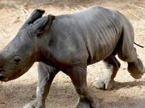 White rhino born at Spain zoo in conservation success