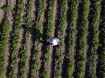 Türkiye ranks first worldwide in seven agricultural products