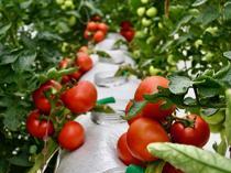 Organic farming production surpasses 1.3 million tons