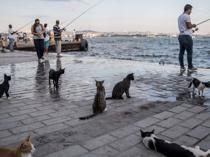 Cats meow more frequently to male owners, Turkish study finds