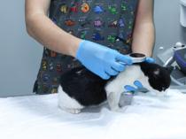 Pet owners to face fines as microchipping deadline approaches