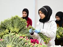 $12 million in flowers exported for New Year celebrations