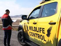 Istanbul airports deploy ornithologists to manage bird activity, boost flight safety