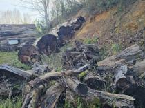 Ancient tree once set for firewood becomes museum exhibit